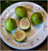 Conadria Fig, Ficus carica 'Conadria'